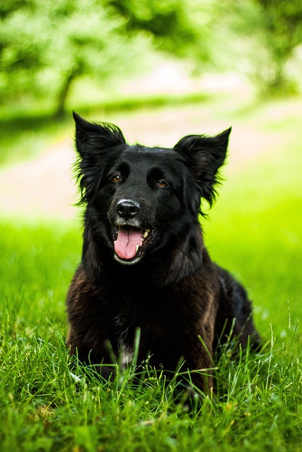 hond zwart