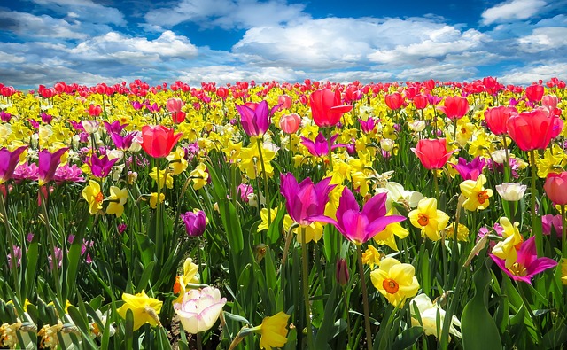 tulpen voorjaar