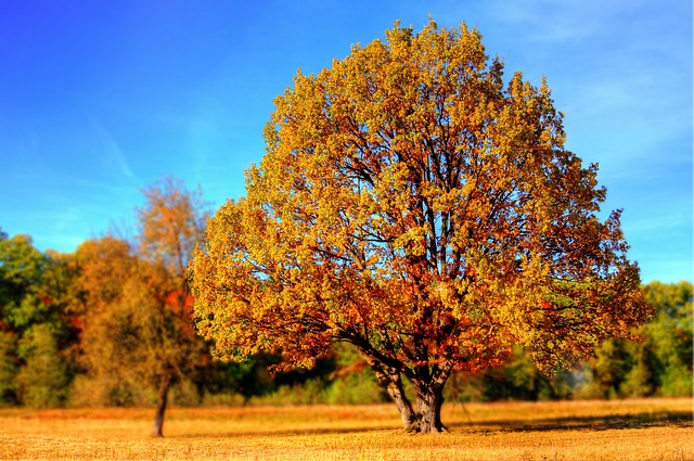 boom in de herfst